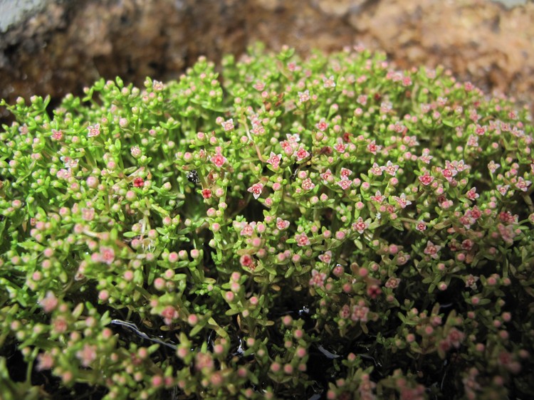 Crassula vaillantii